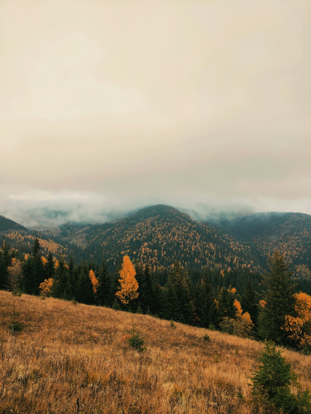 Rolling Carpathian ridges under low cloud, spruce forest broken up by patches of golden autumn beech and larch